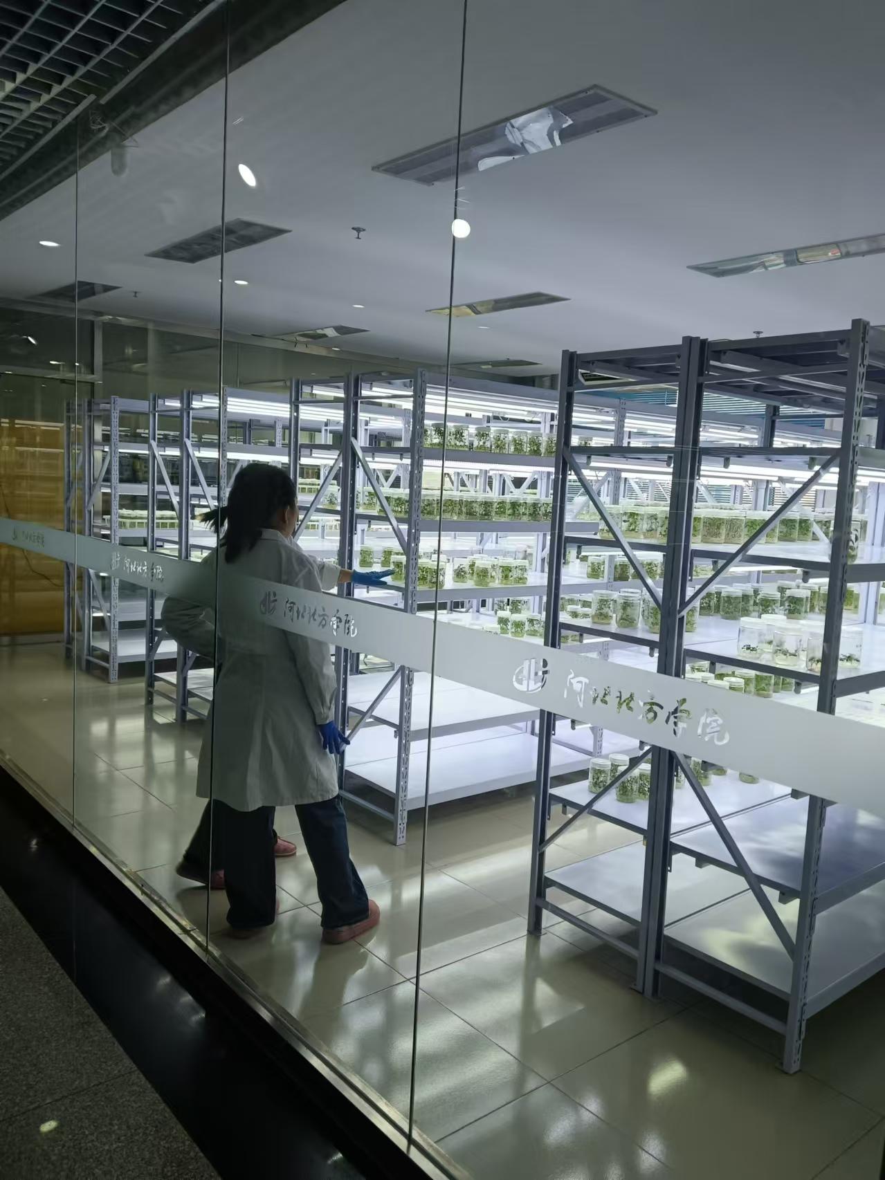 鹿泉植物组培室设计的基本布局有哪些？