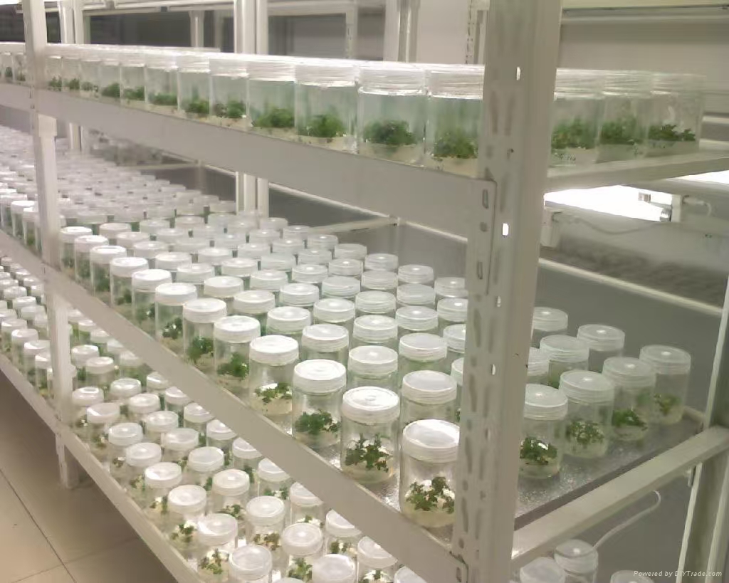 鹿泉组培实验室应该如何布局